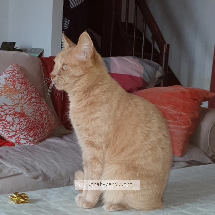 Photo de chat perdu à Reze