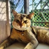 Photo de chat perdu à Sodepur Kolkata