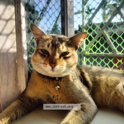 Photo 1/1 Keltu Chat perdu à Sodepur kolkata