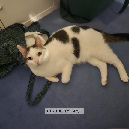 Photo 1/1 Chat retrouvé Perdu à Saint martin de nigelles