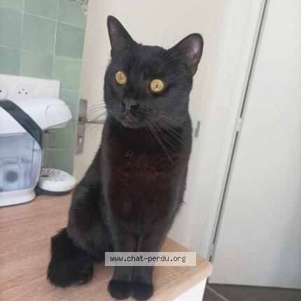 Photo 1/1 Chat retrouvé Perdu à Paris