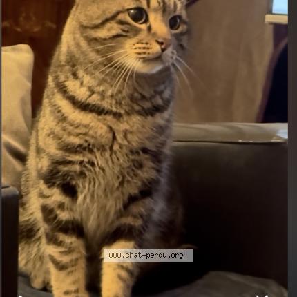 Photo 1/1 Jean-Claude BATTISTA Chat perdu à Mulhouse