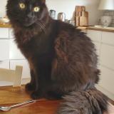 Photo de chat perdu à Mions