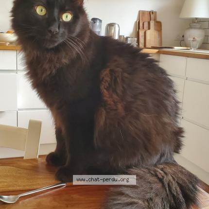 Photo 1/1 Chat retrouvé Perdu à Mions