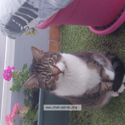 Photo 1/1 Chat retrouvé Perdu à Pau