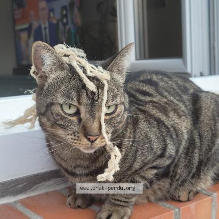Photo de chat perdu à Troyes