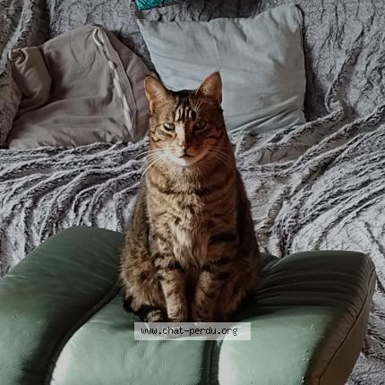 Photo de chat perdu à Hermes