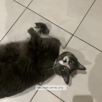 Photo de chat perdu à Lege