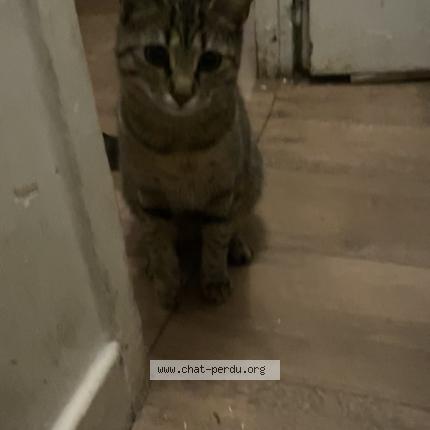 Photo 1/1 Starlette Chat perdu à Meaux