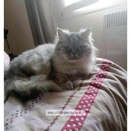 Photo de chat perdu à Luce