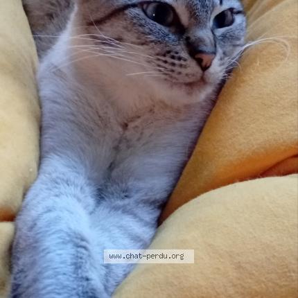 Photo de chat perdu à 59420 Mouvaux