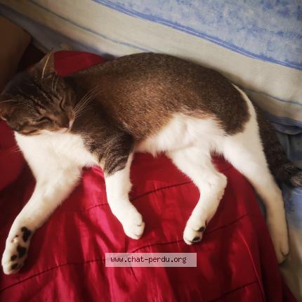 Photo 1/1 Comète Chat perdu à Vitry aux loges