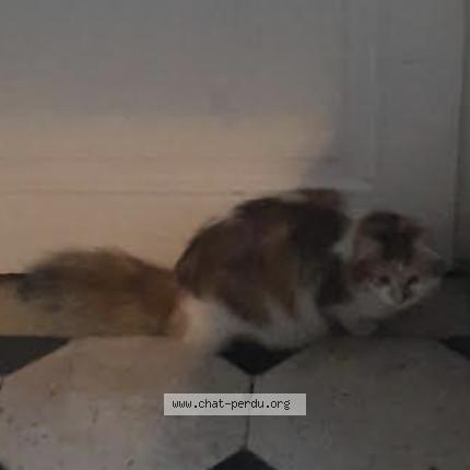 Photo de chat trouvé à Paris