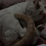 Photo de chat perdu à Kolkata