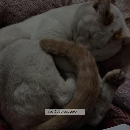 Photo 1/1 Nolu Chat perdu à Kolkata