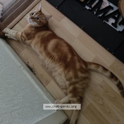 Photo 1/1 Minou Chat perdu à Chatillon sur chalaronne