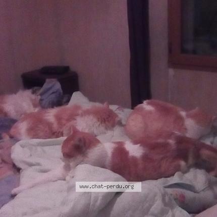 Photo de chat perdu à St Arroumex