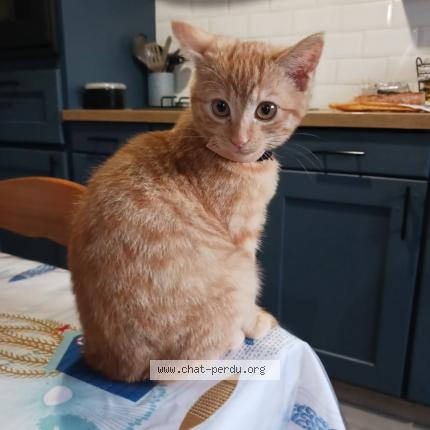 Photo de chat perdu à Soucelles