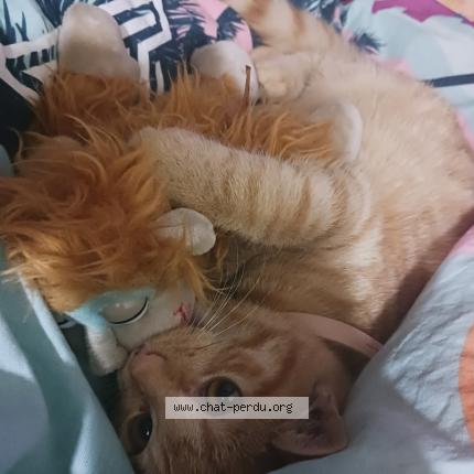 Photo 2/3 Chat retrouvé Perdu à Soucelles