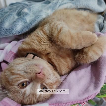 Photo 3/3 Chat retrouvé Perdu à Soucelles