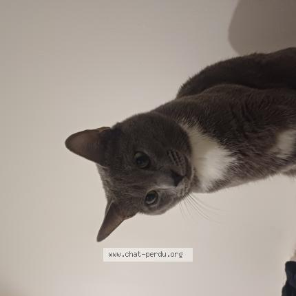 Photo 1/1 Michou Chat perdu à Villeurbanne