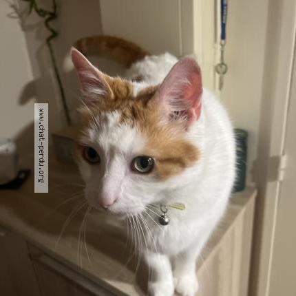 Photo 1/1 Chat retrouvé Perdu à Herouville Saint Clair