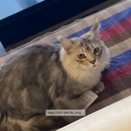 Photo 1/1 Simba Chat perdu à Marseille