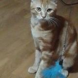 Photo de chat perdu à Malaga