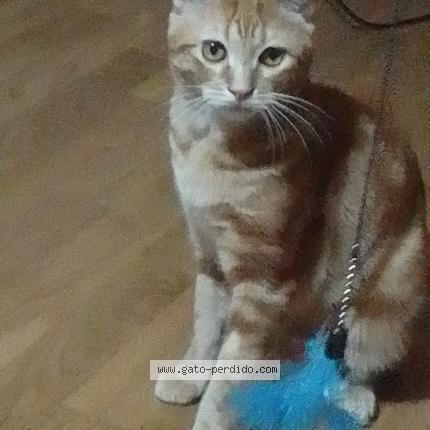 Photo 1/1 Misi Chat perdu à Malaga