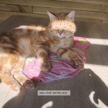 Photo de chat perdu à Nieul Les Saintes
