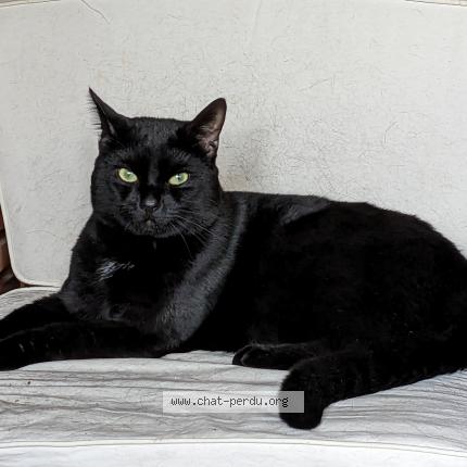 Photo 1/1 Uby Chat perdu à Croix