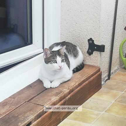 Photo de chat perdu à Redon