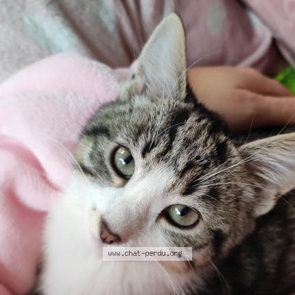 Photo 1/1 Chat retrouvé Perdu à Estrees La Campagne
