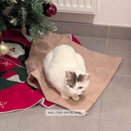 Photo 1/1 Mouchette Chat perdu à Mehun sur yevre