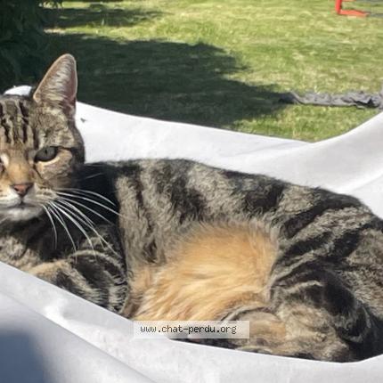 Photo 1/1 Maya Chat perdu à Halluin