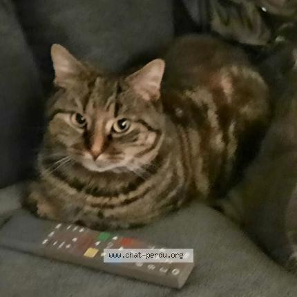 Photo de chat perdu à Limoges