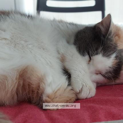 Photo 1/1 Chat retrouvé Perdu à Delle