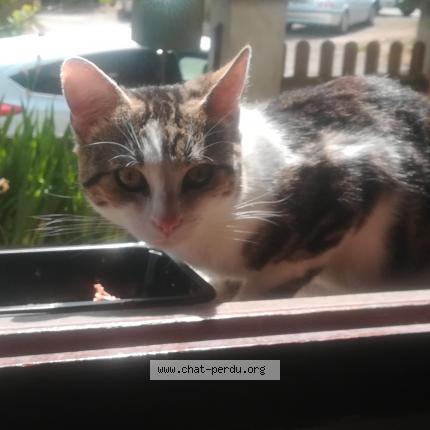 Photo de chat perdu à Charleville Mezieres