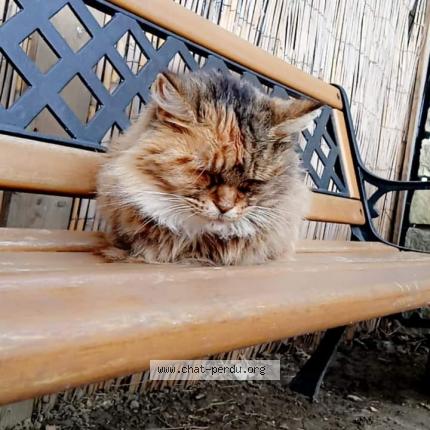 Photo 1/1 Kitty Chat perdu à Servas