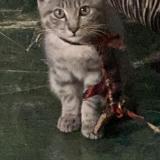 Photo de chat perdu à Ojo Road