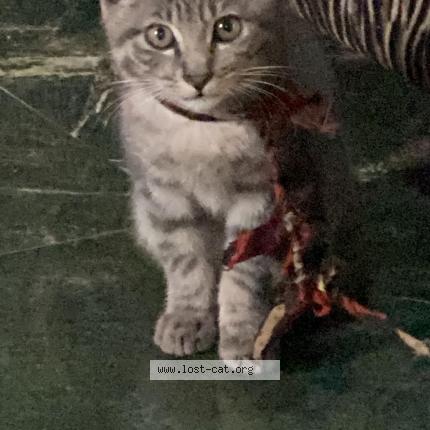 Photo 1/1 Neon Chat perdu à Ojo road