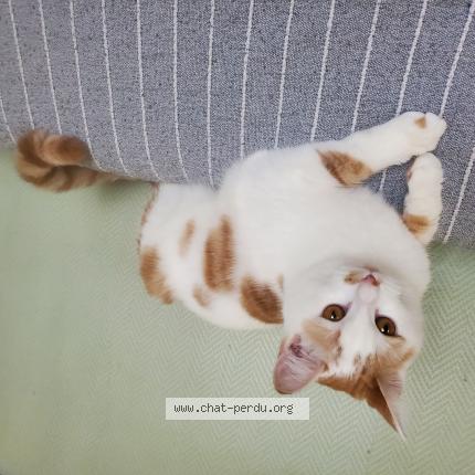 Photo 1/1 Nuage Chat perdu à Sainte colombe la commanderie