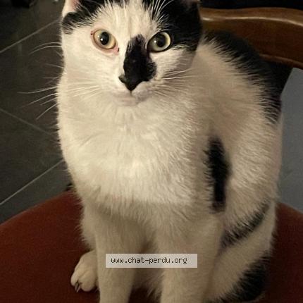 Photo 1/1 Lucky Chat perdu à Villepreux