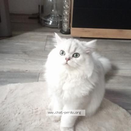 Photo 1/1 Chat retrouvé Perdu à Mayville Gonfreville L Orcher