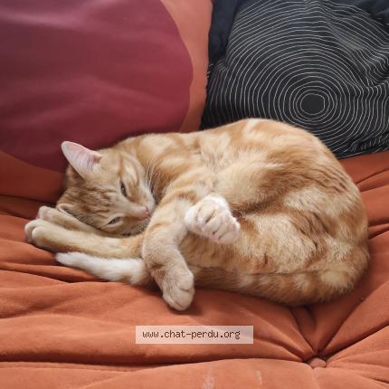 Photo de chat perdu à Les Ponts De Ce