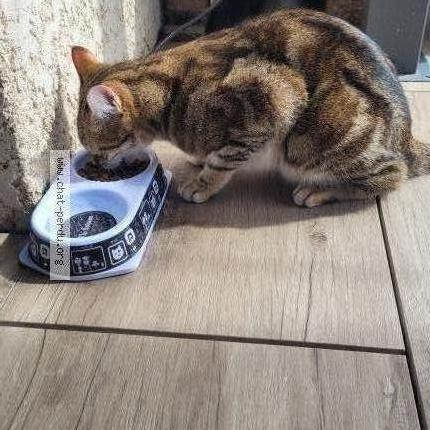 Photo 1/2 Chat retrouvé Trouvé à Seyssuel