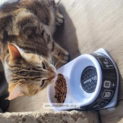 Photo 2/2 Chat retrouvé Trouvé à Seyssuel