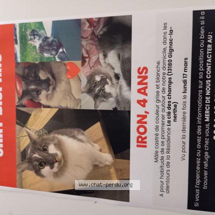 Photo 1/1 Iron Chat perdu à Gignac la nerthe