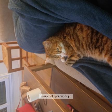 Photo de chat perdu à Poitiers