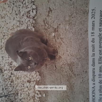 Photo 1/1 Chat retrouvé Perdu à Marseille